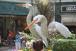 resIMG_20060512_0129.JPG